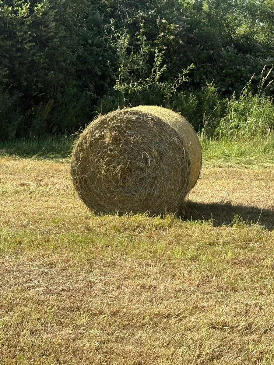 Hay for sale - Image 4