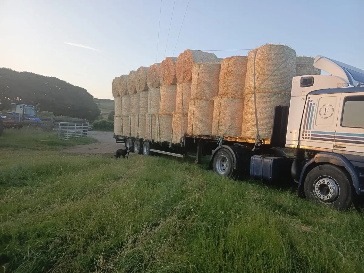 Barley straw - Image 1