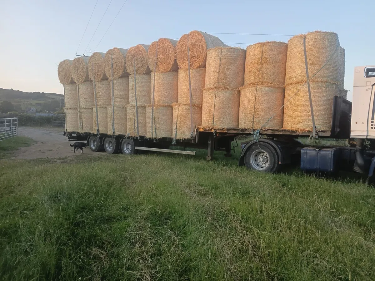 Barley straw - Image 2