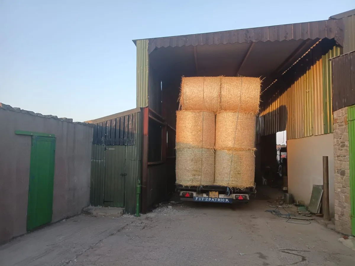 Barley straw - Image 3