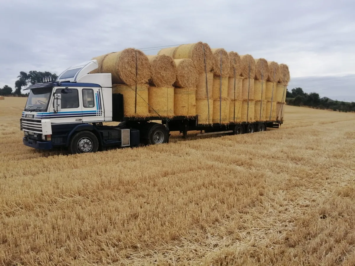 Barley straw - Image 4