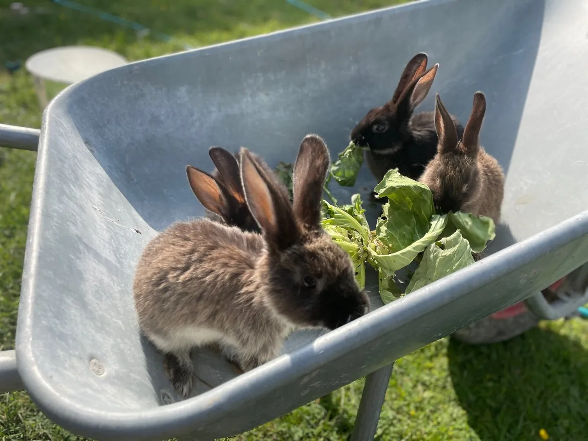 rabbit - Image 3