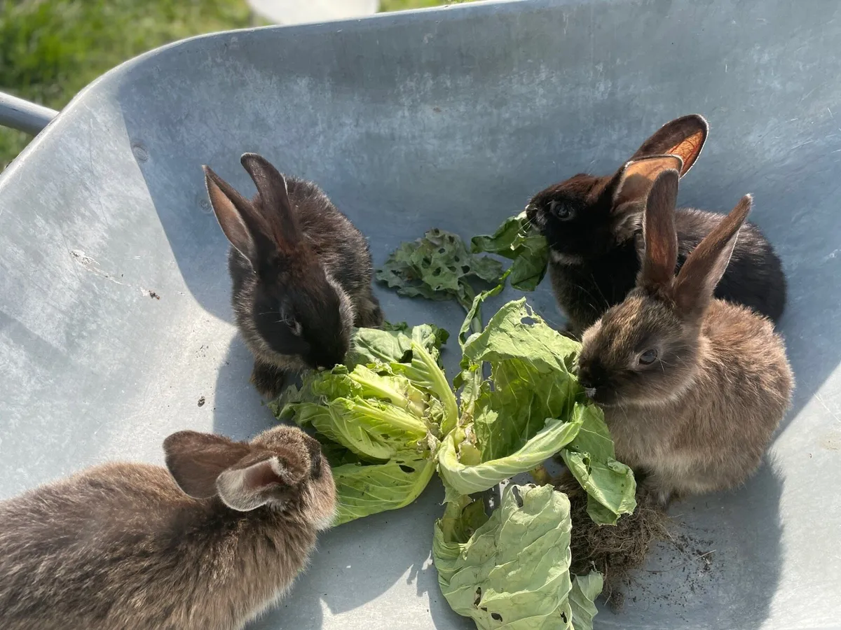 rabbit - Image 1