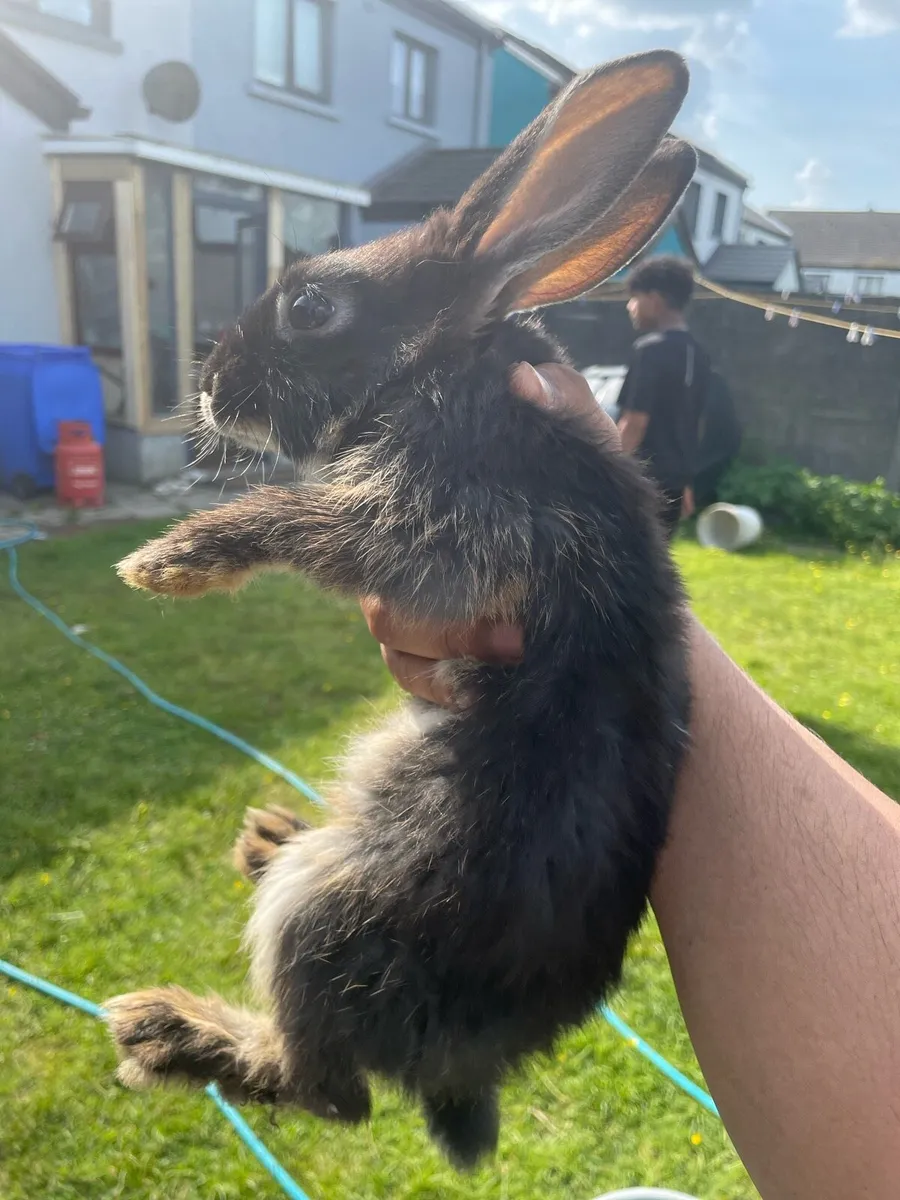 rabbit - Image 4
