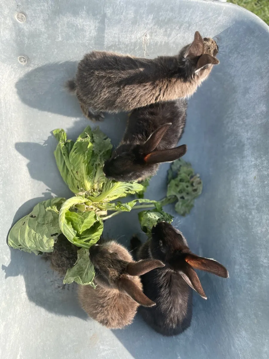 rabbit - Image 2