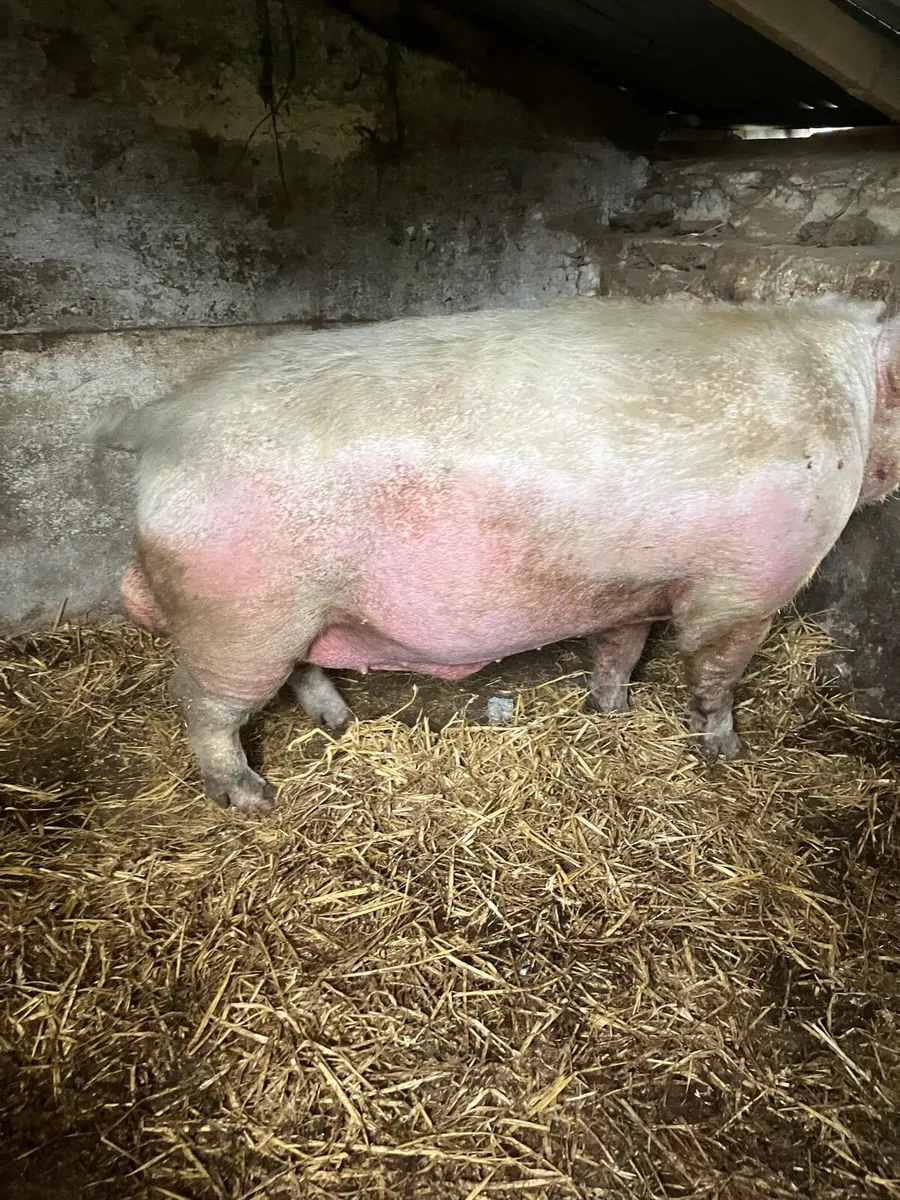 Sow and boar - Image 1
