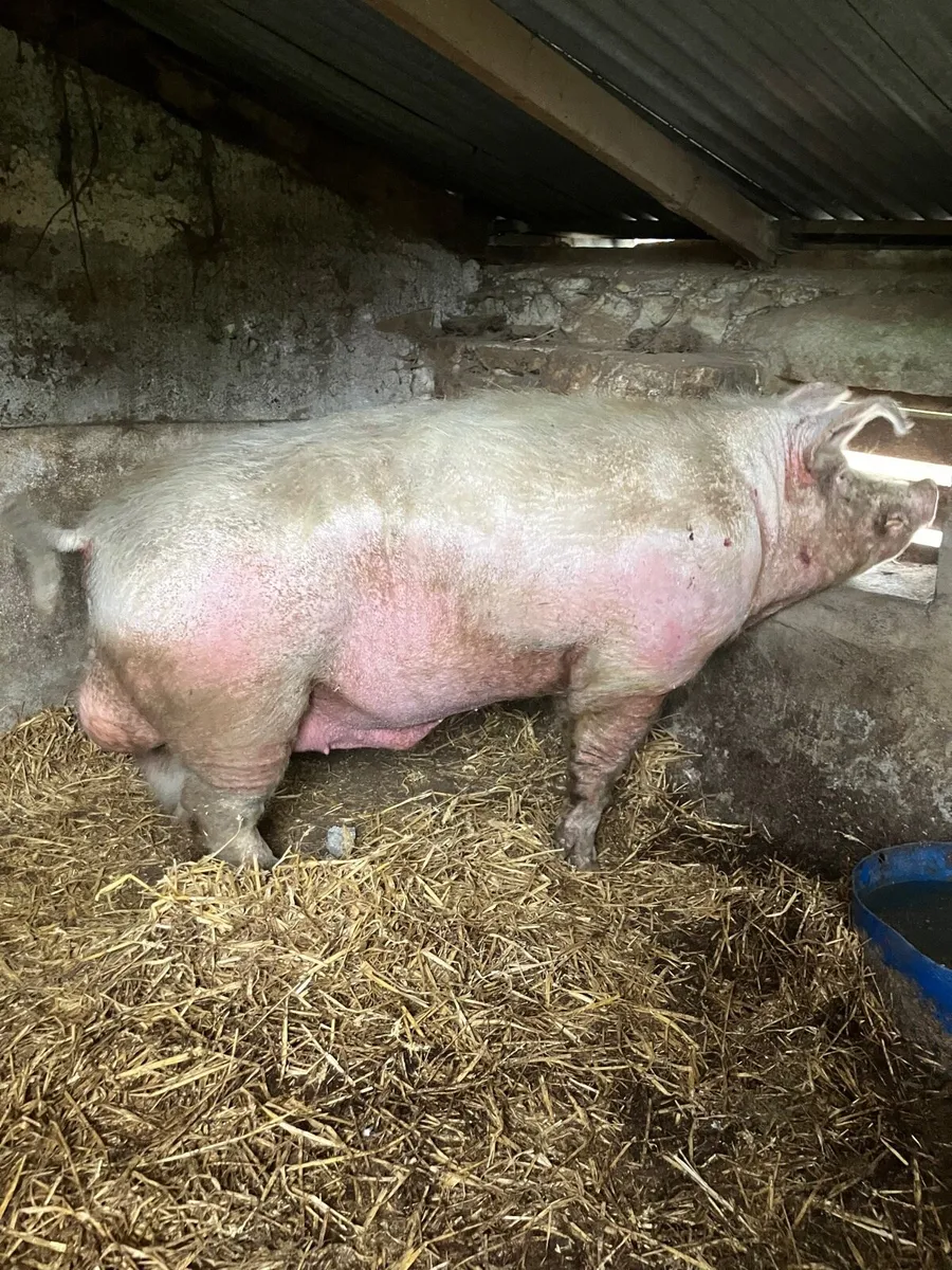 Sow and boar - Image 2