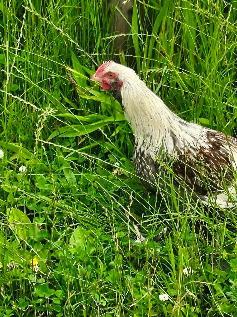Roosters 🐓 - Image 2