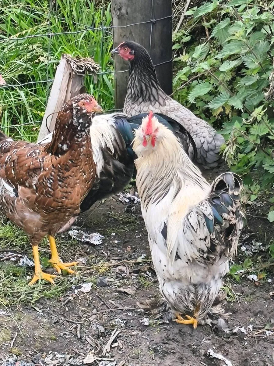 Roosters 🐓 - Image 3