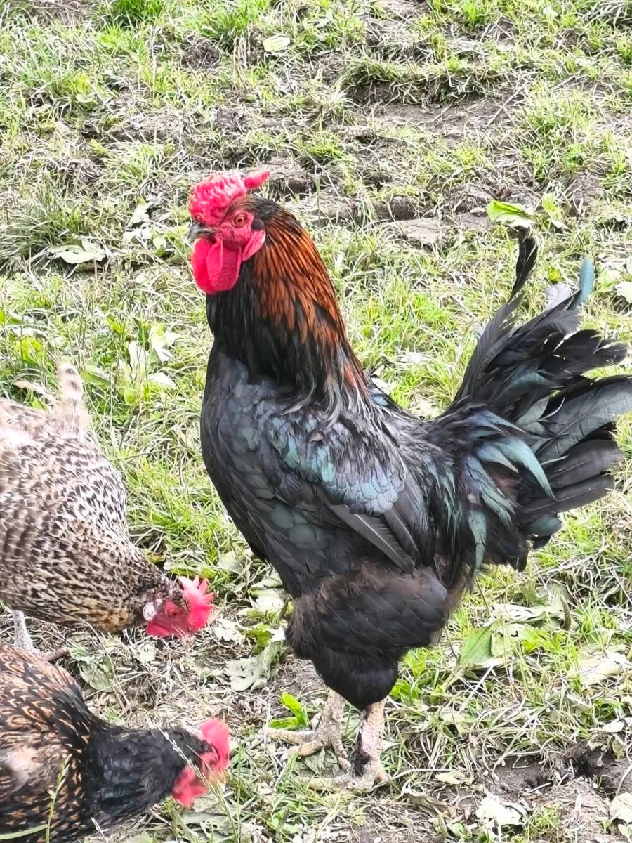 Roosters 🐓 - Image 4
