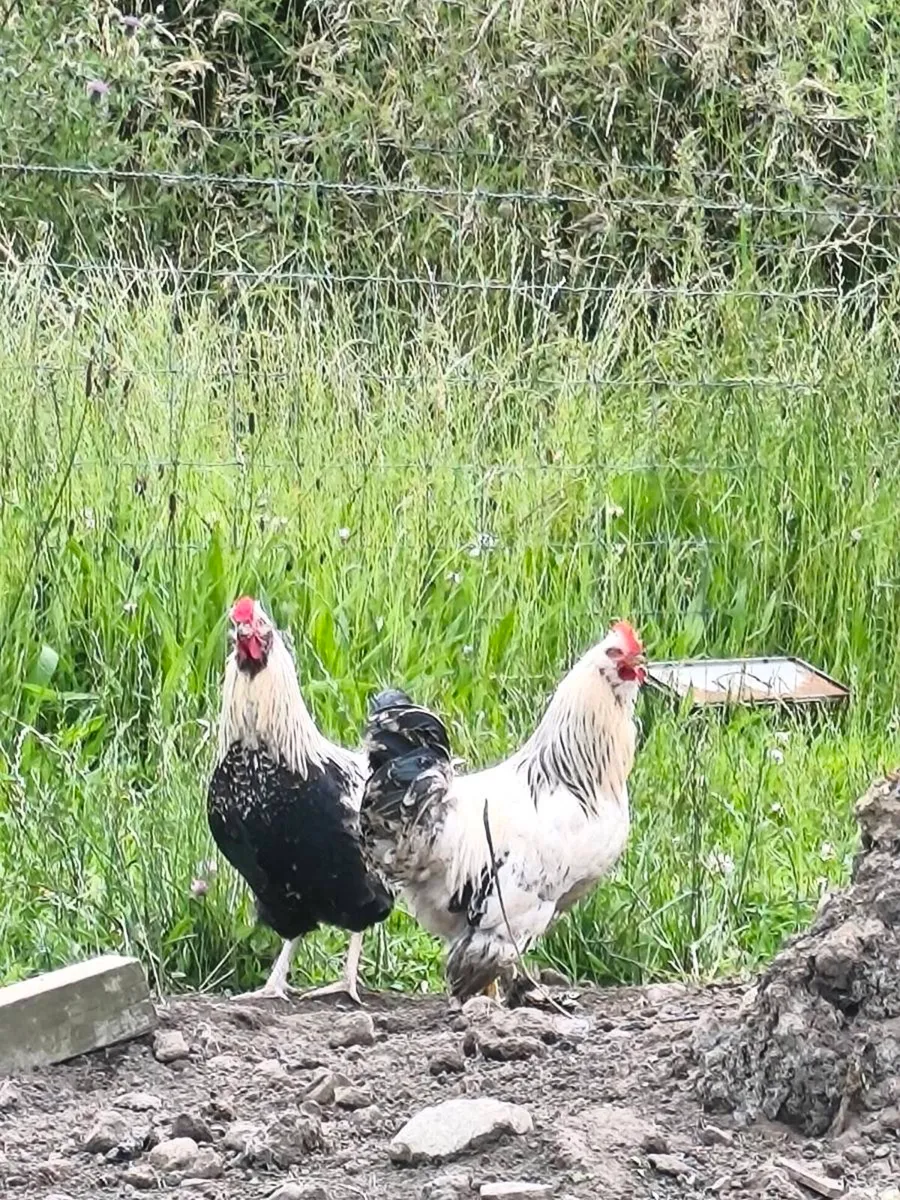 Roosters 🐓 - Image 1