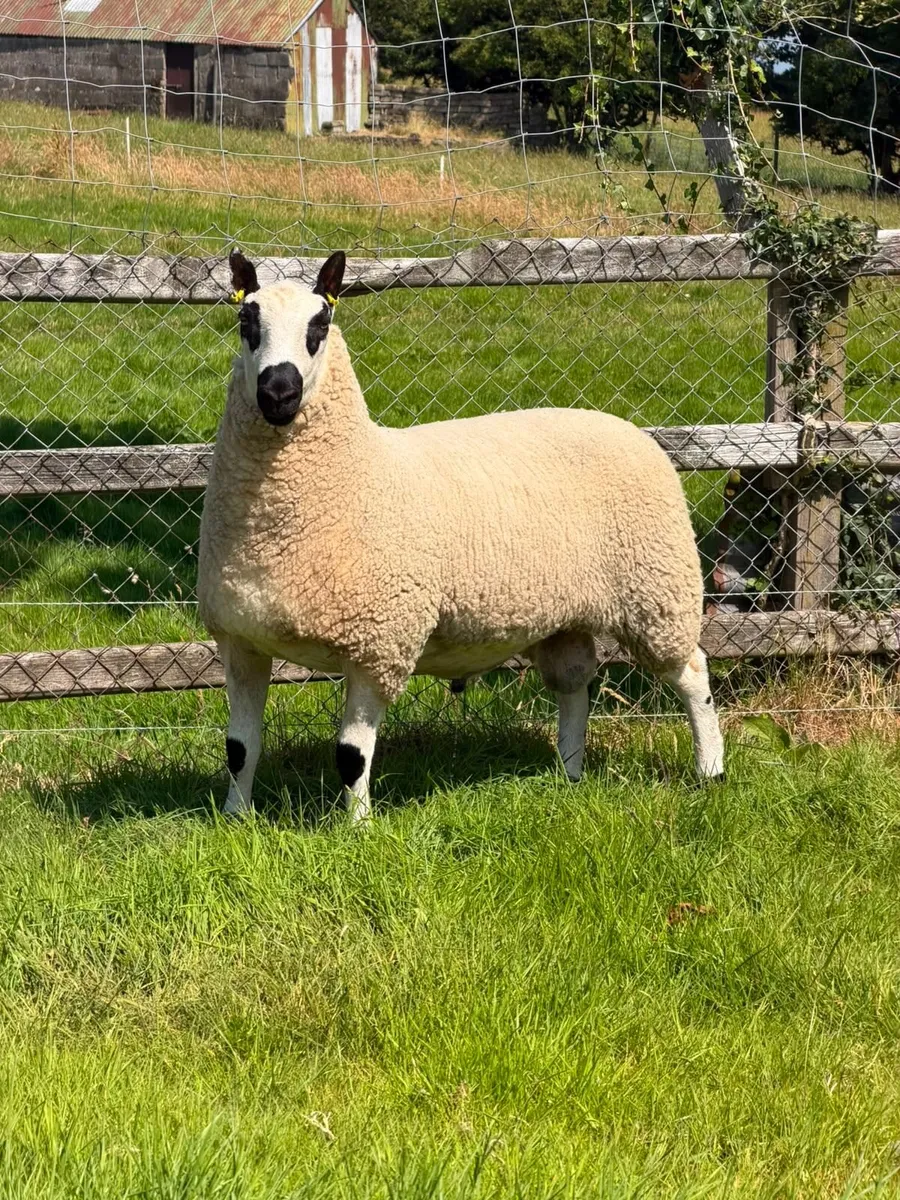 Kerry Hill ram - Image 1