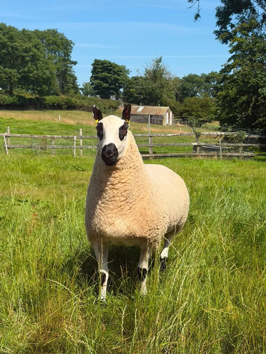 Kerry Hill ram - Image 2