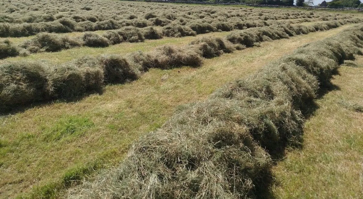 Hay - Small Square bales - Image 2