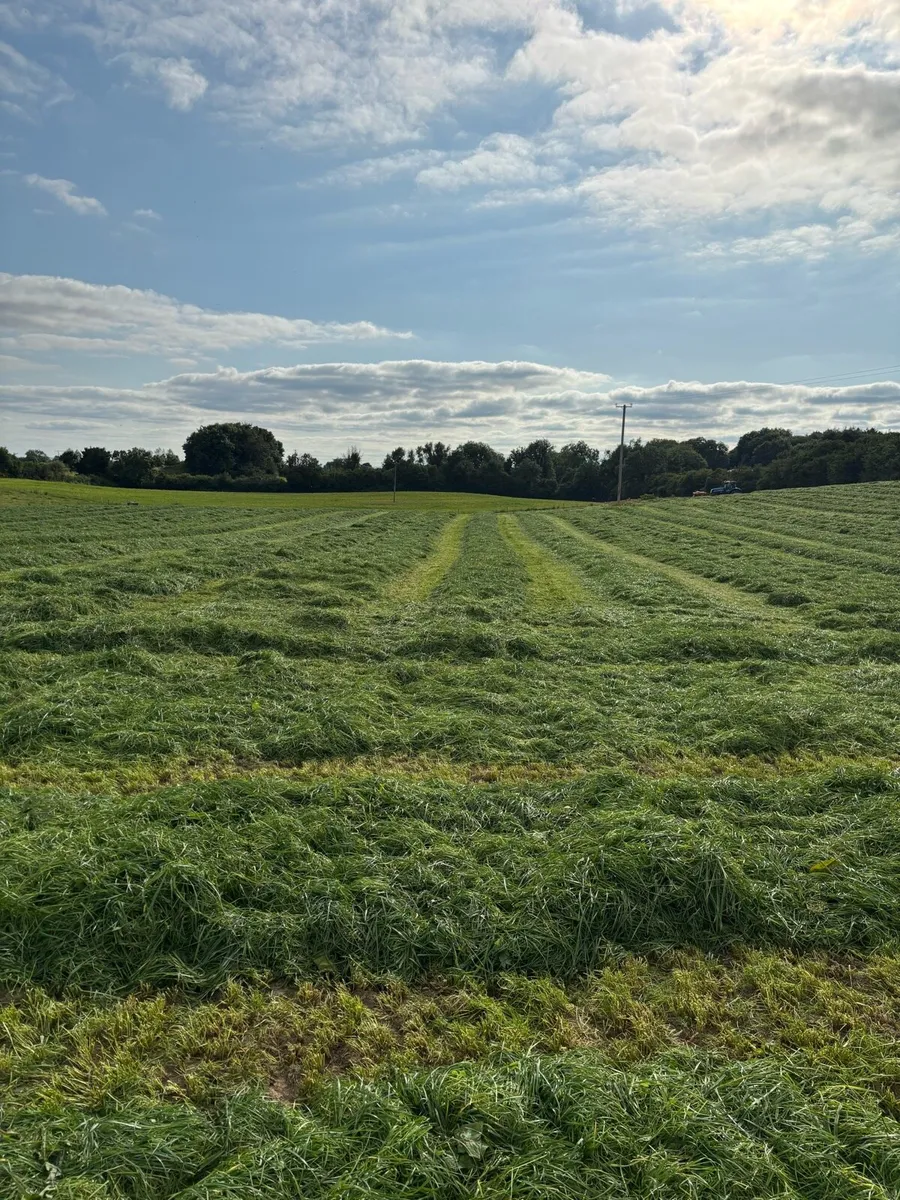 First crop hay - Image 1