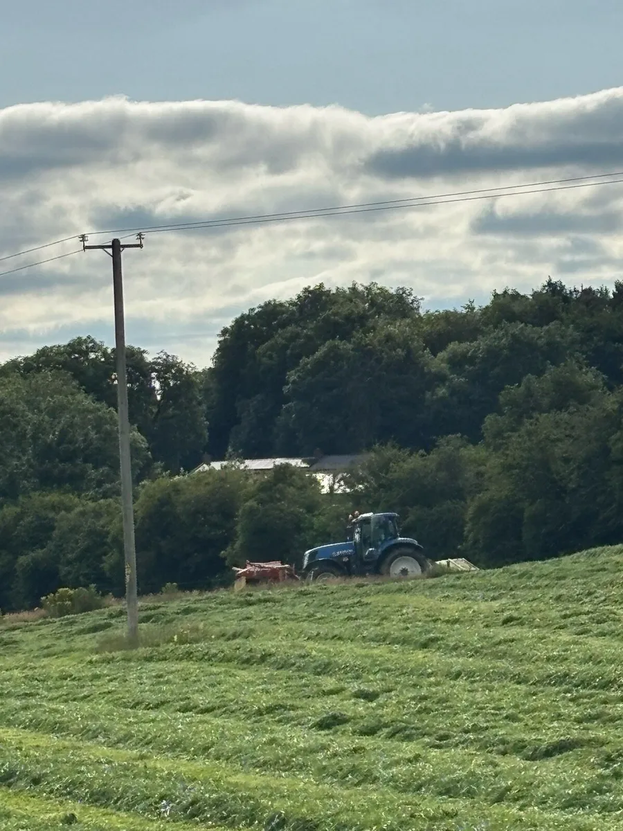 First crop hay - Image 2