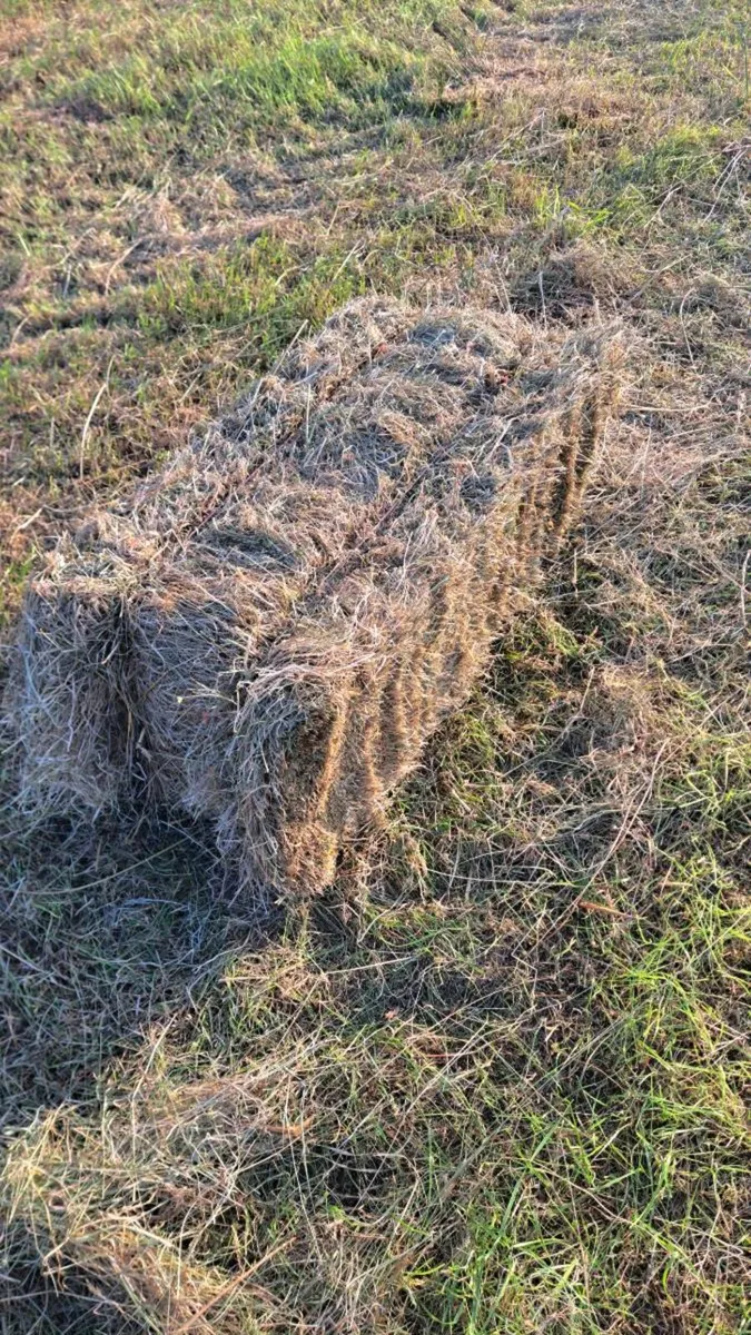 Square bales hay/haylage - Image 1
