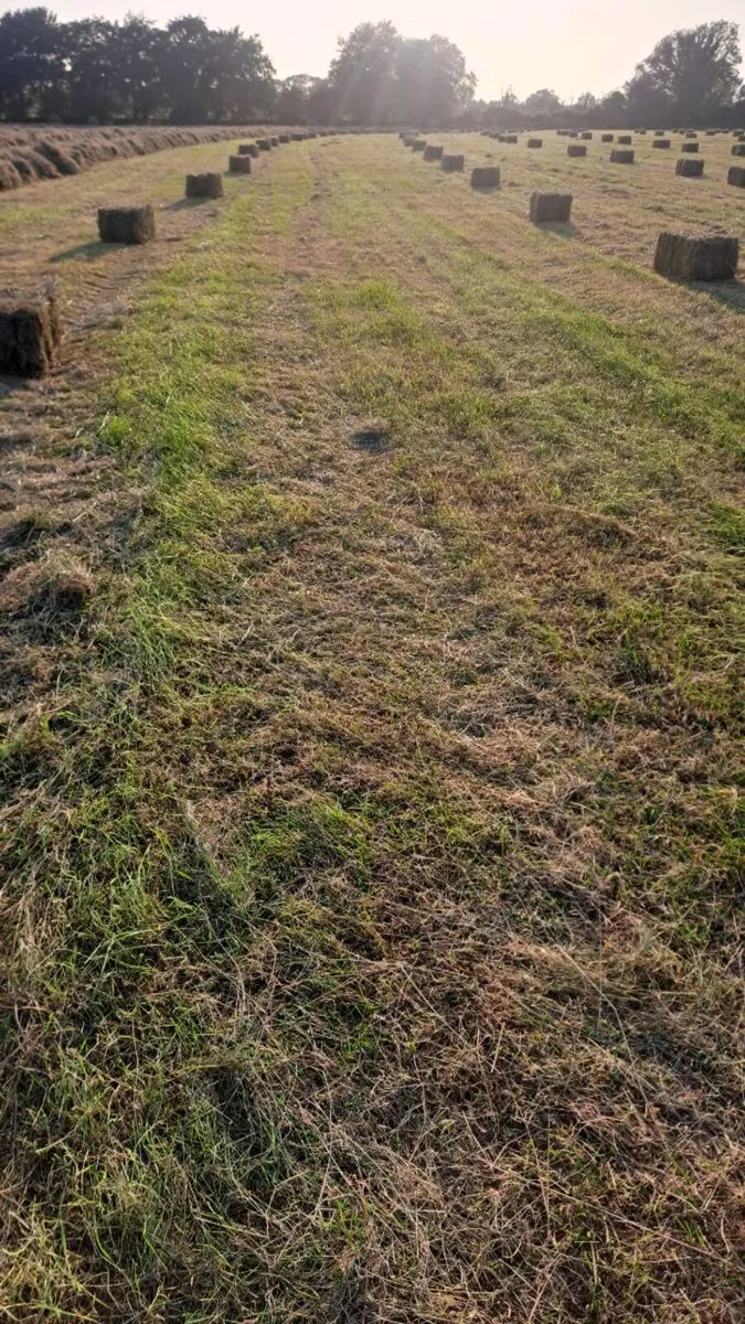 Square bales hay/haylage - Image 2