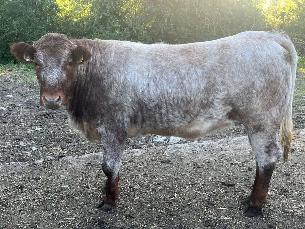 Pedigree non reg Roan shorthorn heifer - Image 1