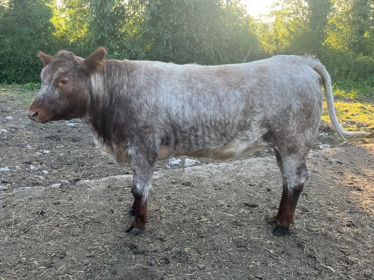 Pedigree non reg Roan shorthorn heifer - Image 4