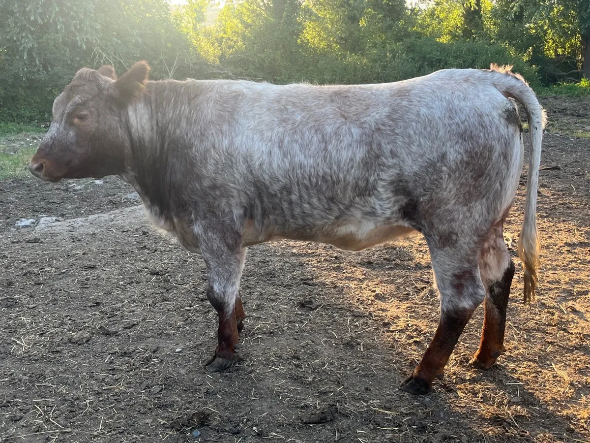 Pedigree non reg Roan shorthorn heifer - Image 2