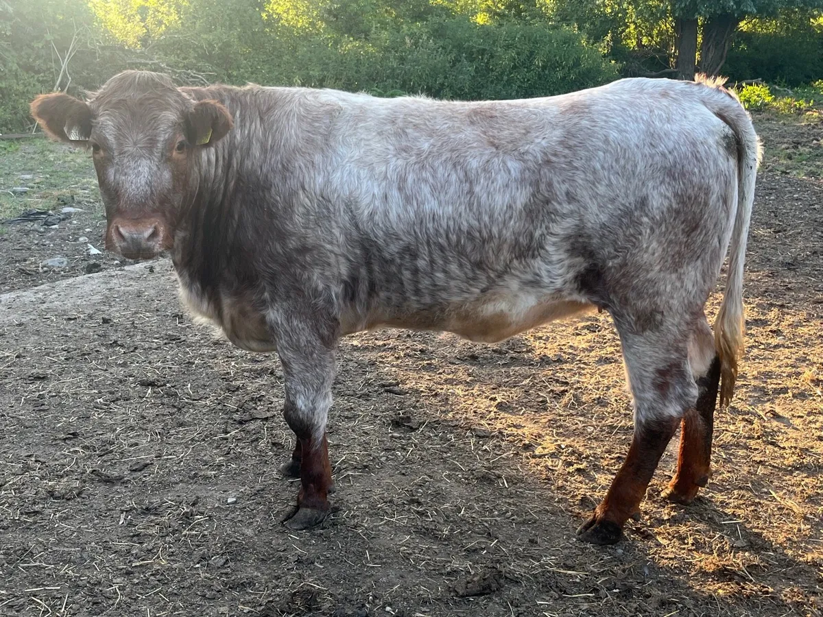 Pedigree non reg Roan shorthorn heifer - Image 3