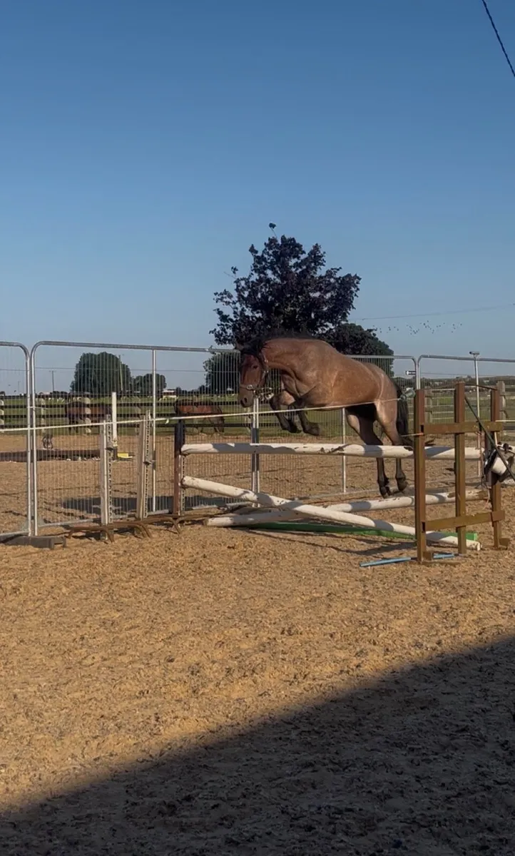 Roan Connemara Gelding – 3 Years Old 14.2 - Image 2