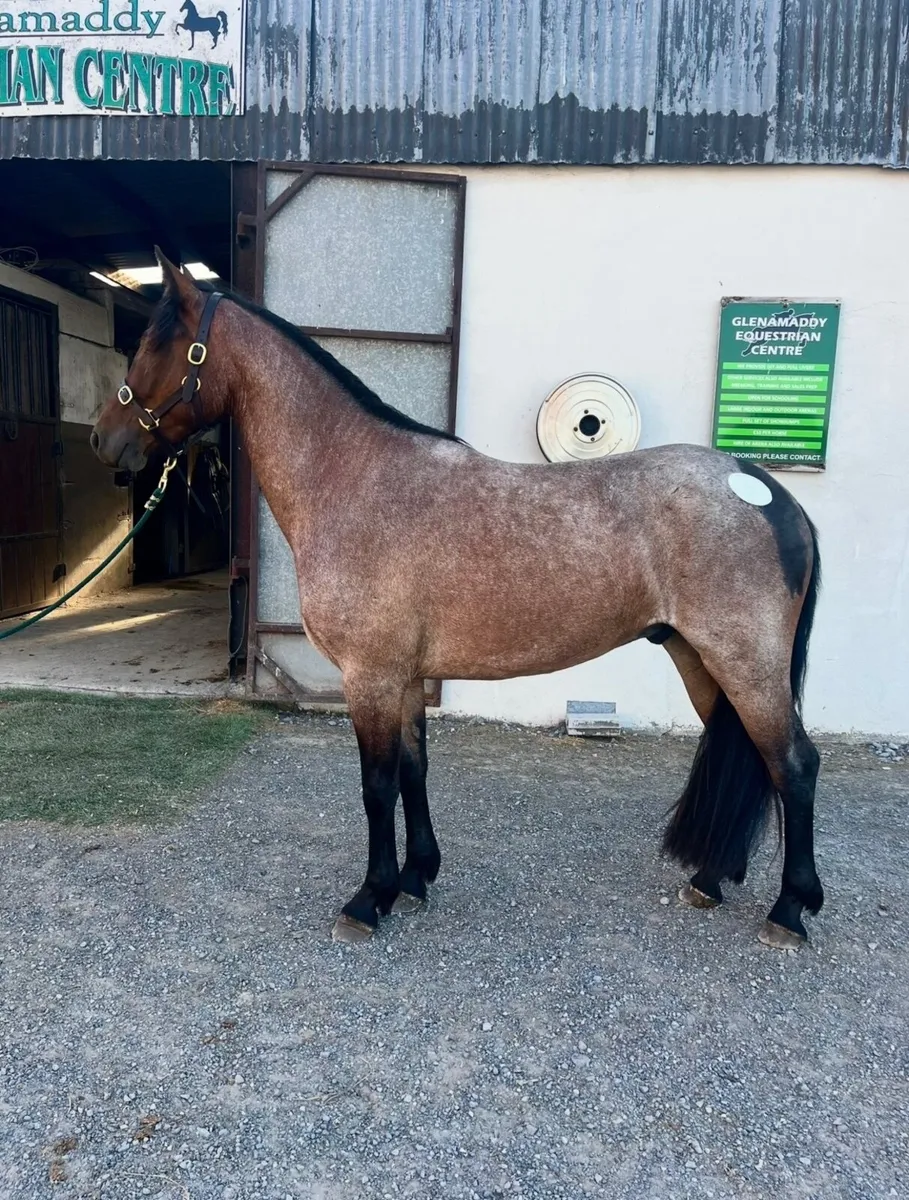 Roan Connemara Gelding – 3 Years Old 14.2 - Image 1