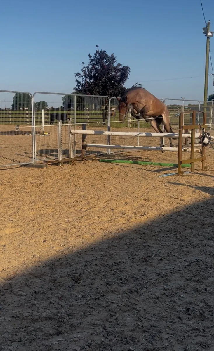 Roan Connemara Gelding – 3 Years Old 14.2 - Image 3