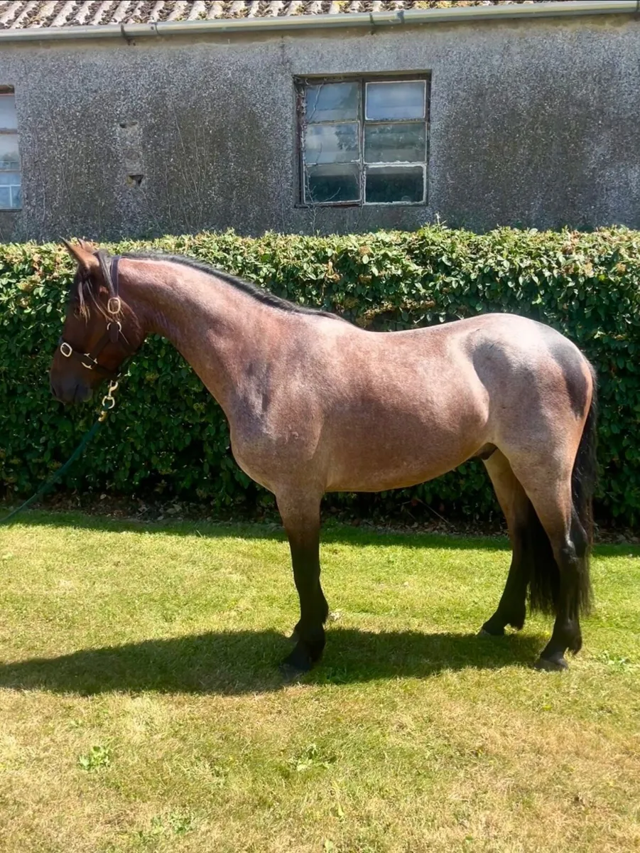 Roan Connemara Gelding – 3 Years Old 14.2 - Image 4