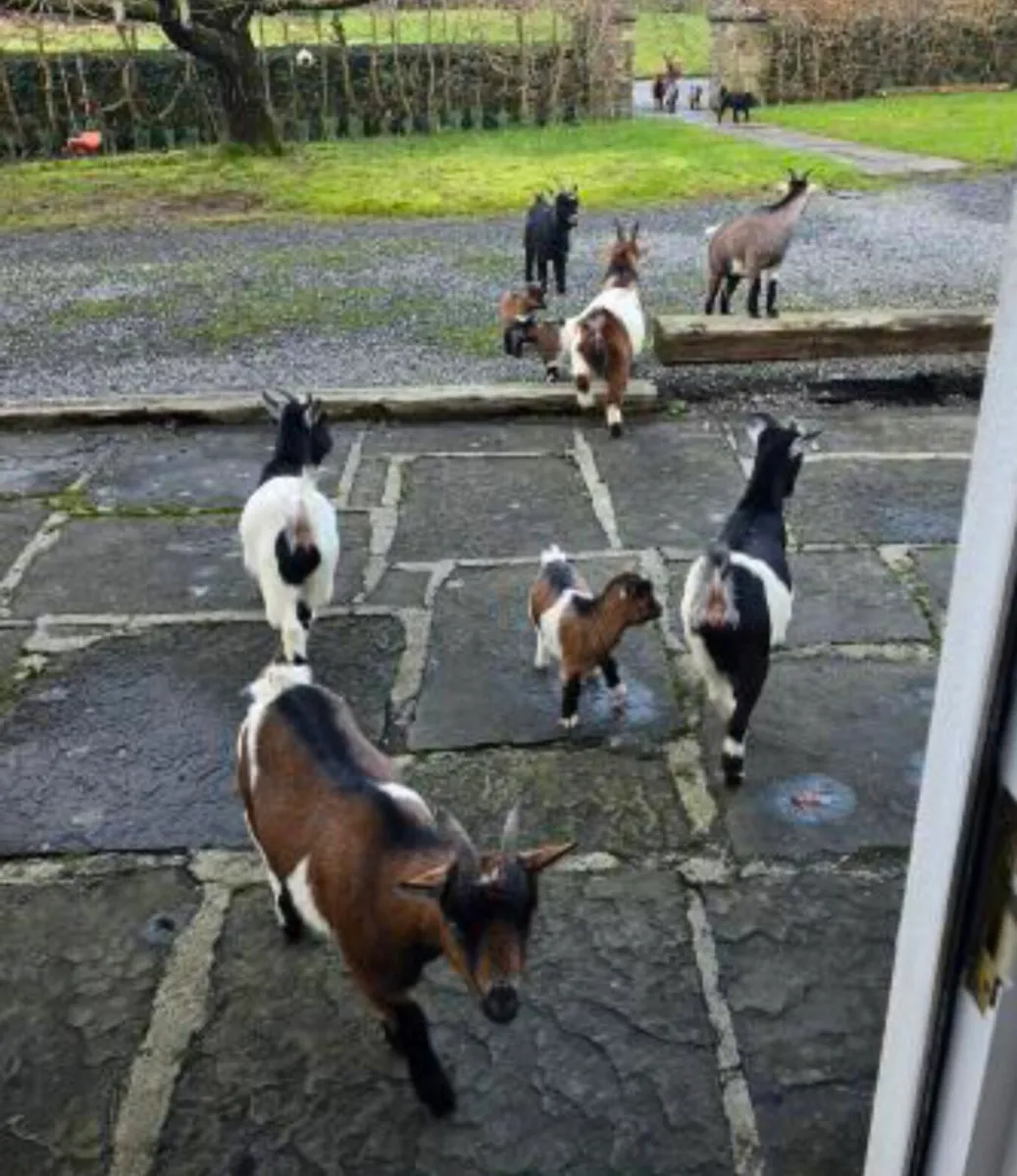 Pygmy Goats - Image 1