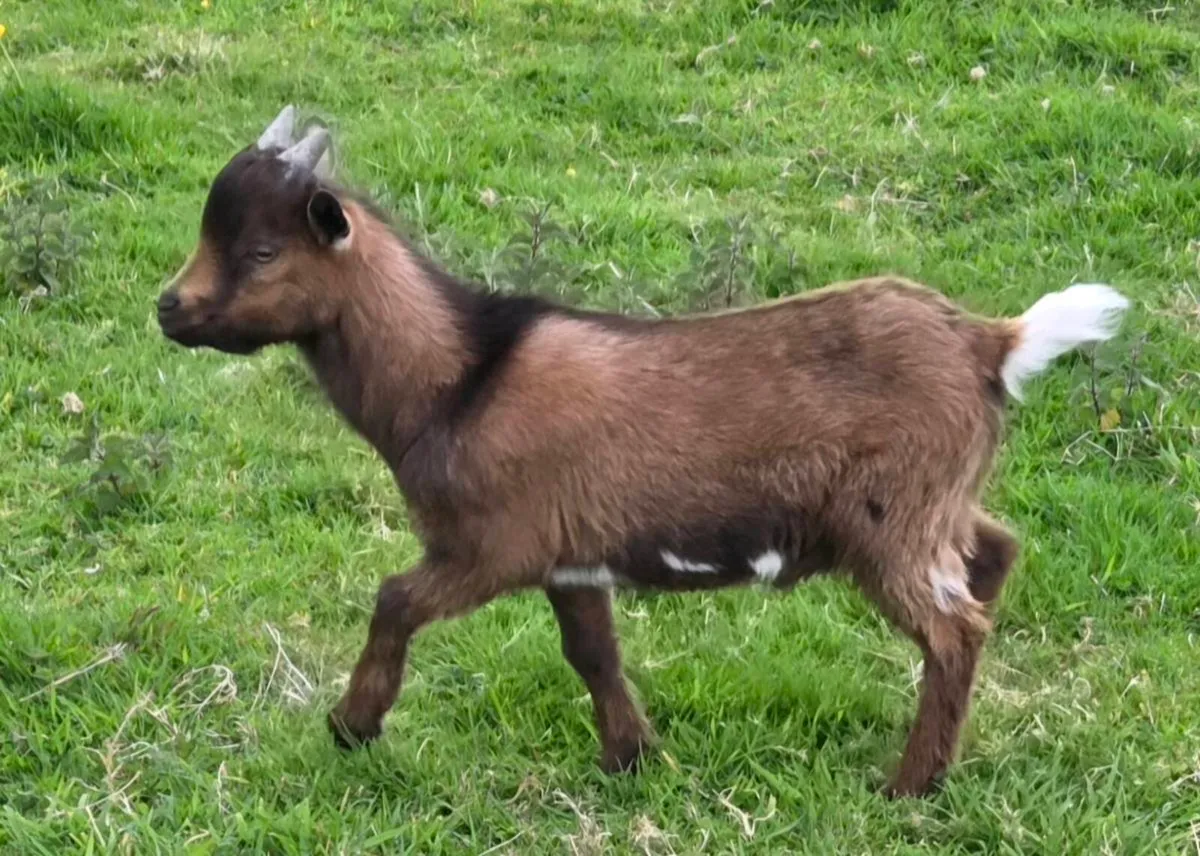 Pygmy Goats - Image 2