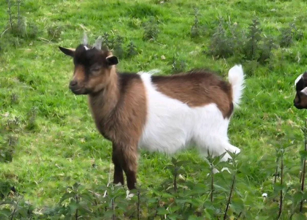 Pygmy Goats - Image 3