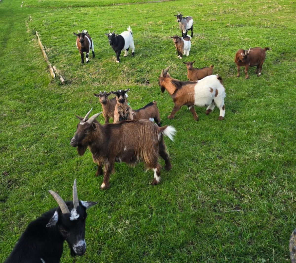Pygmy Goats - Image 4
