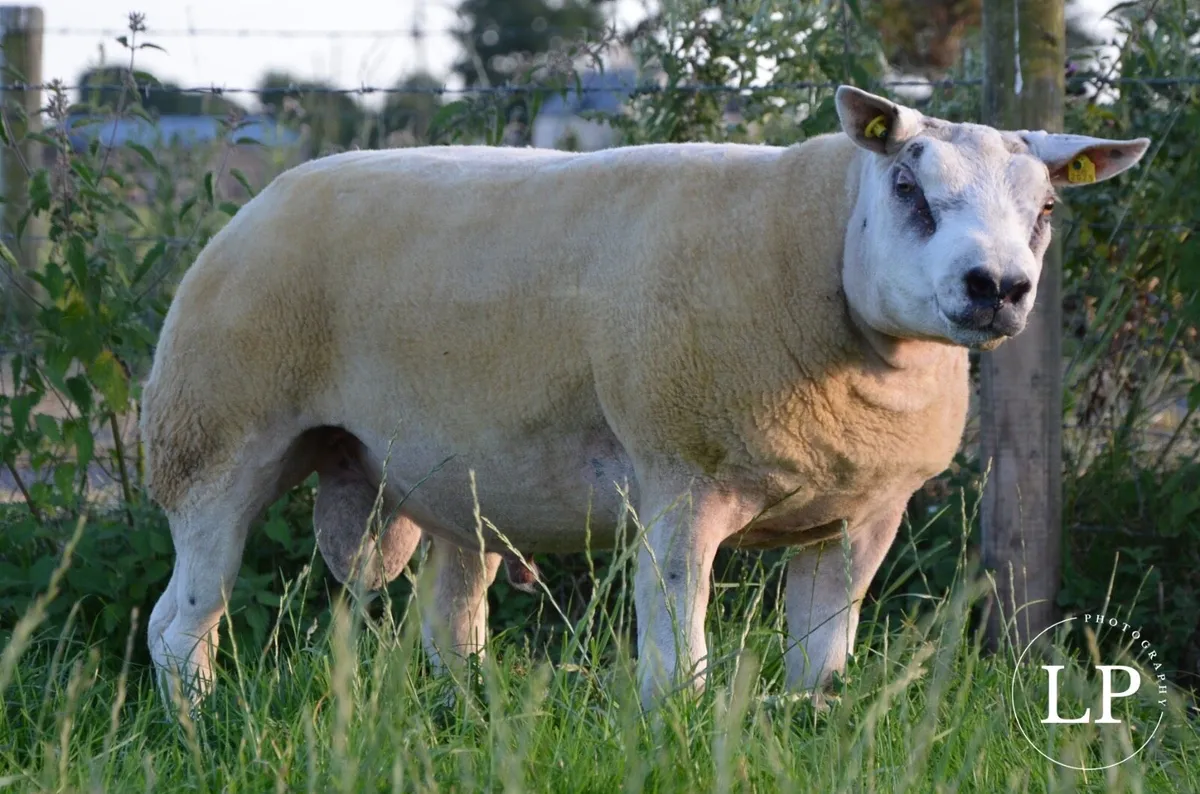 Beltex SIS Rams - Image 1