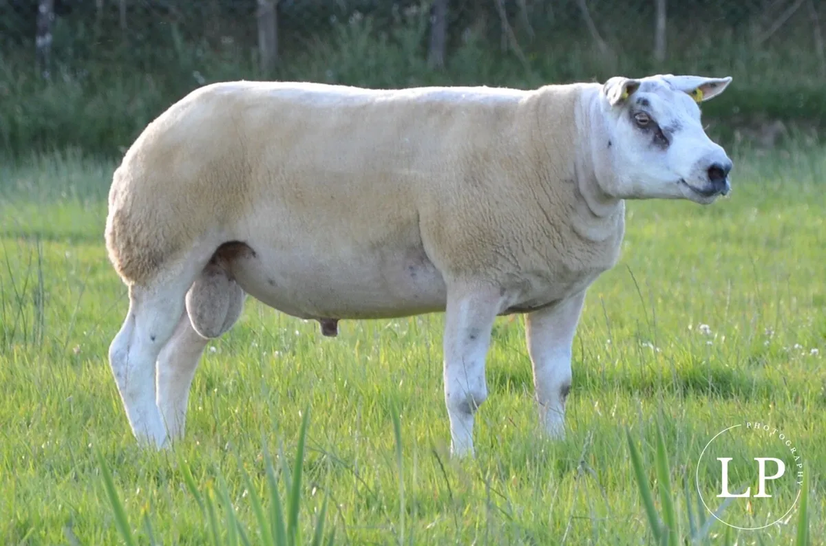 Beltex SIS Rams - Image 2