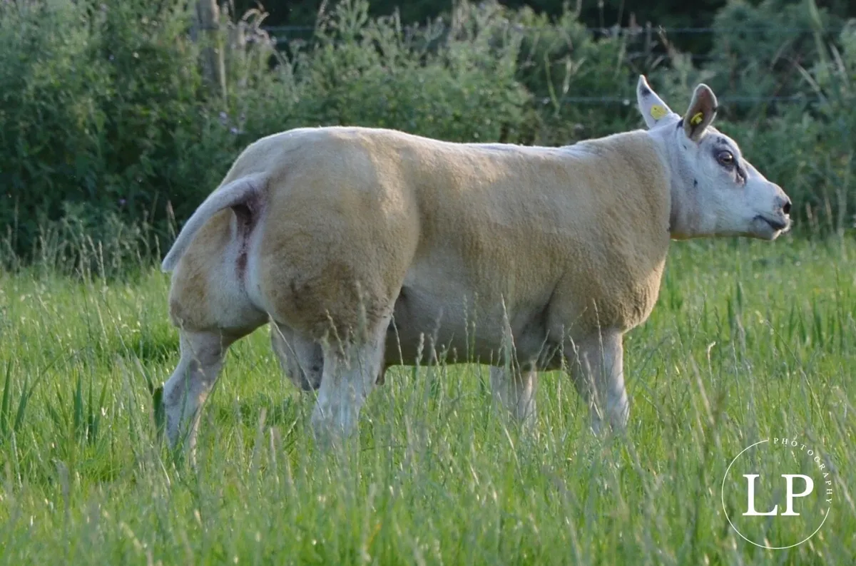 Beltex SIS Rams - Image 3