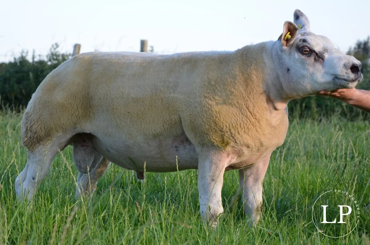 Beltex SIS Rams - Image 4