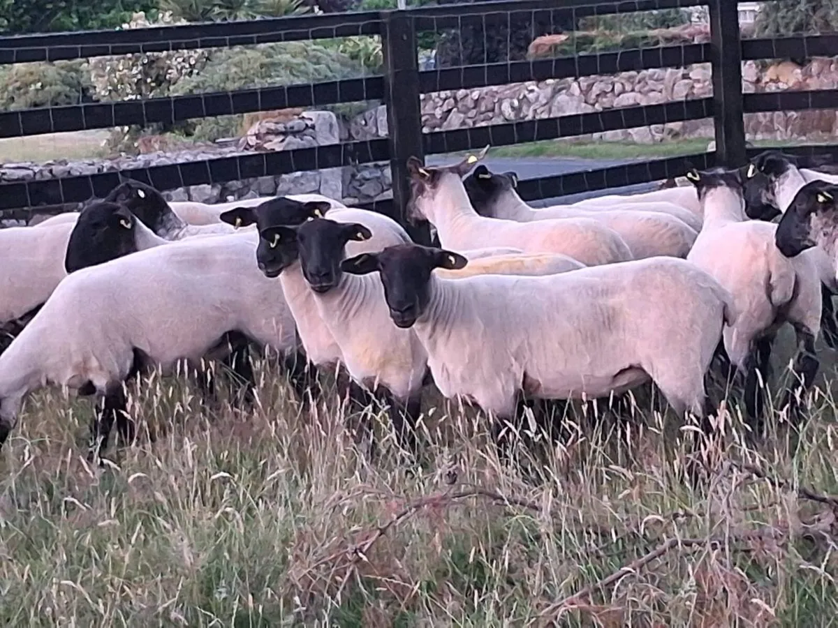 20 Suffolk Hogget Ewes for sale - Image 1