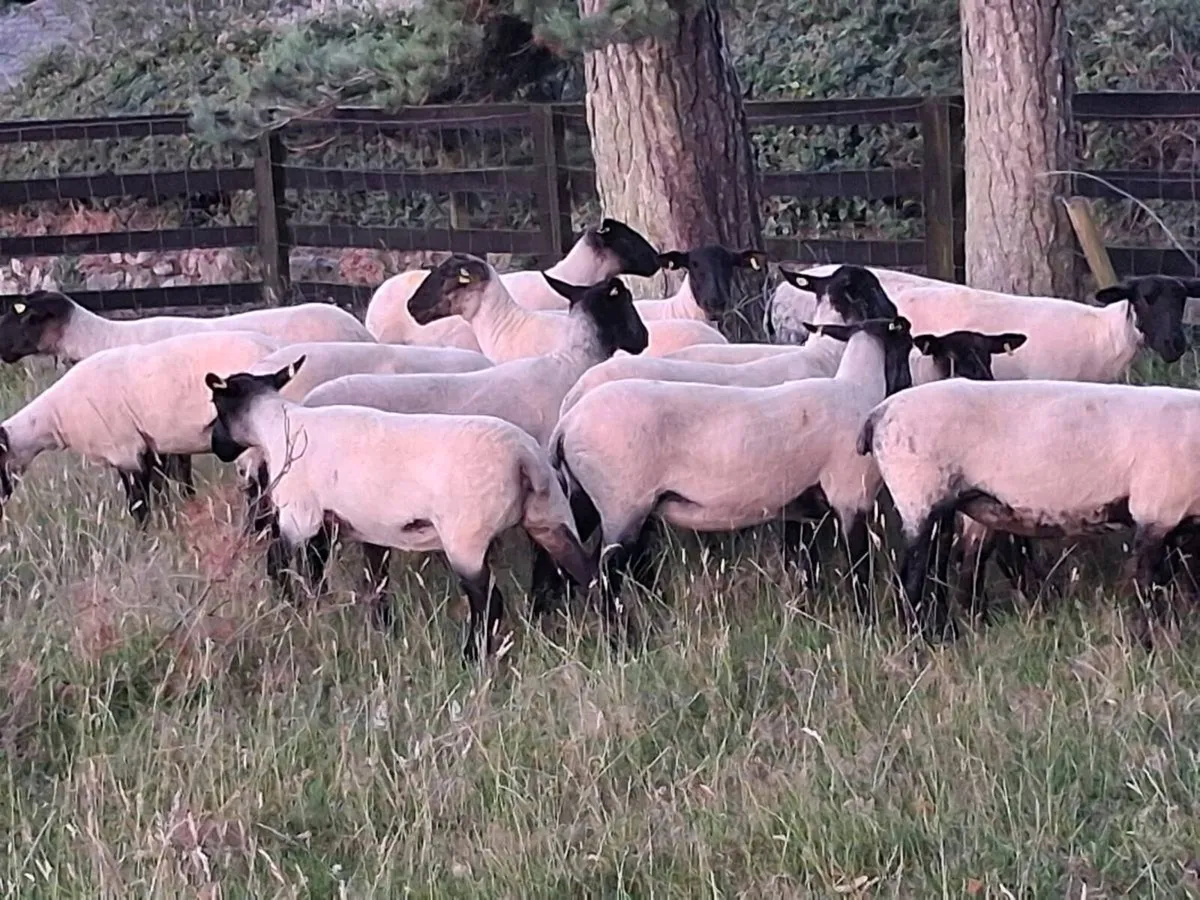 20 Suffolk Hogget Ewes for sale - Image 2