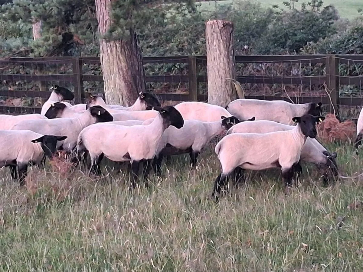 20 Suffolk Hogget Ewes for sale - Image 3