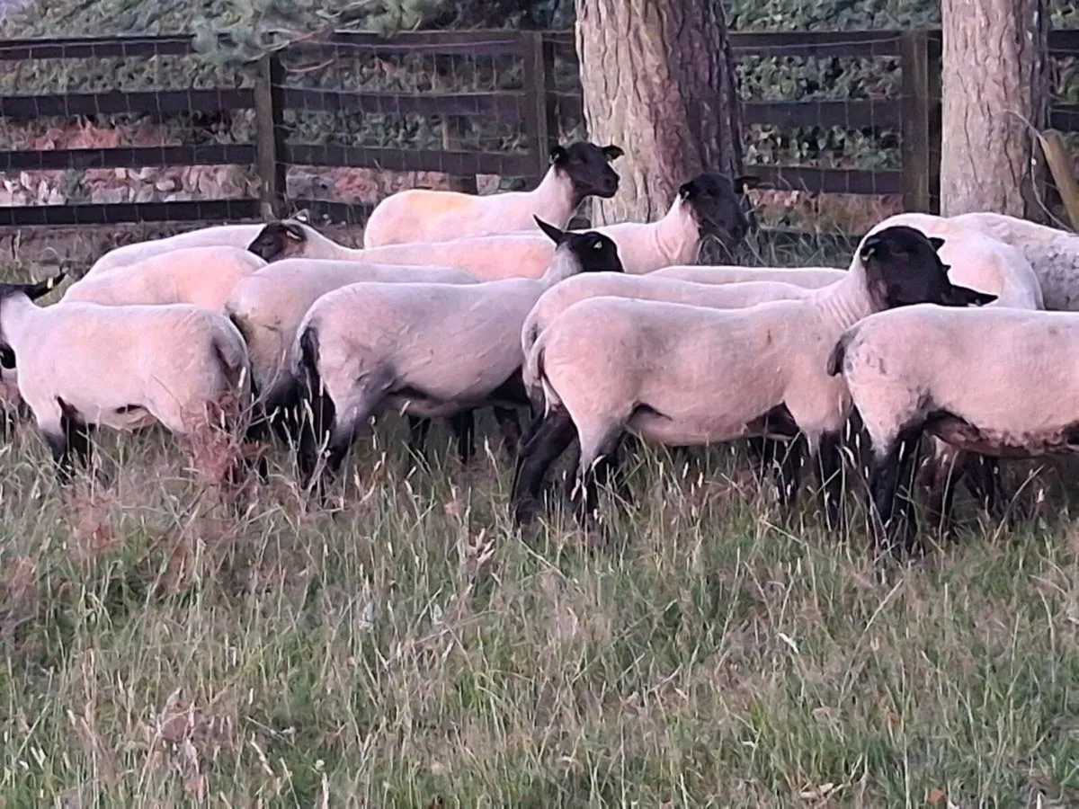 20 Suffolk Hogget Ewes for sale - Image 4