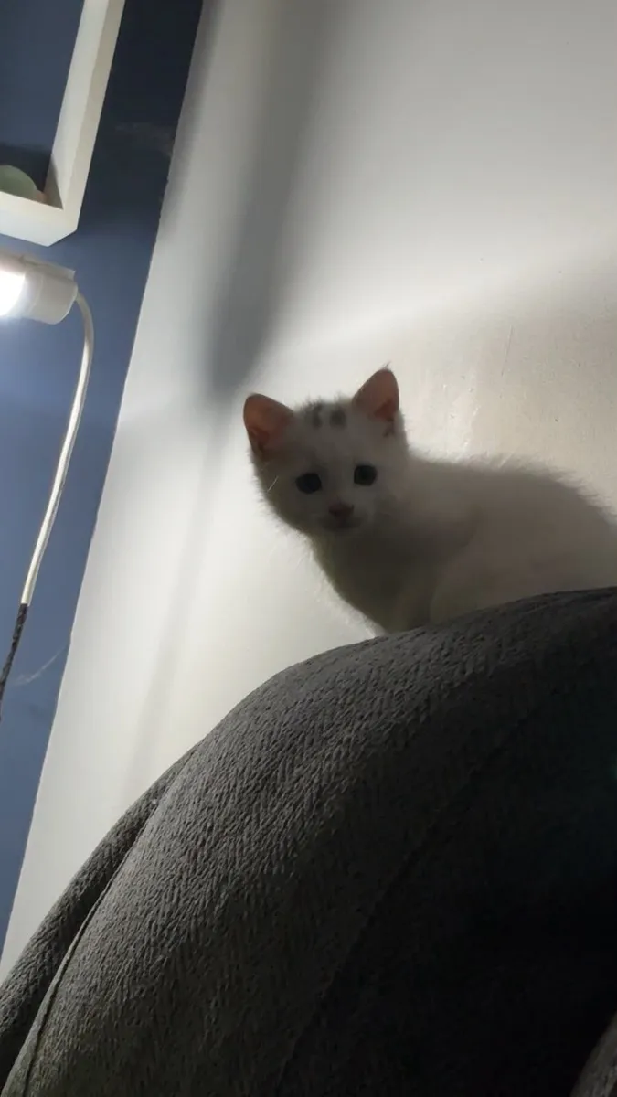 Beautiful kittens - Image 1