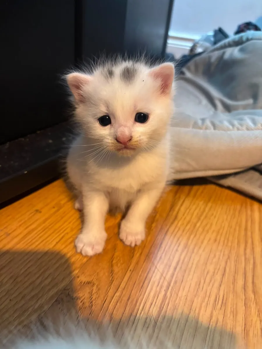 Beautiful kittens - Image 2