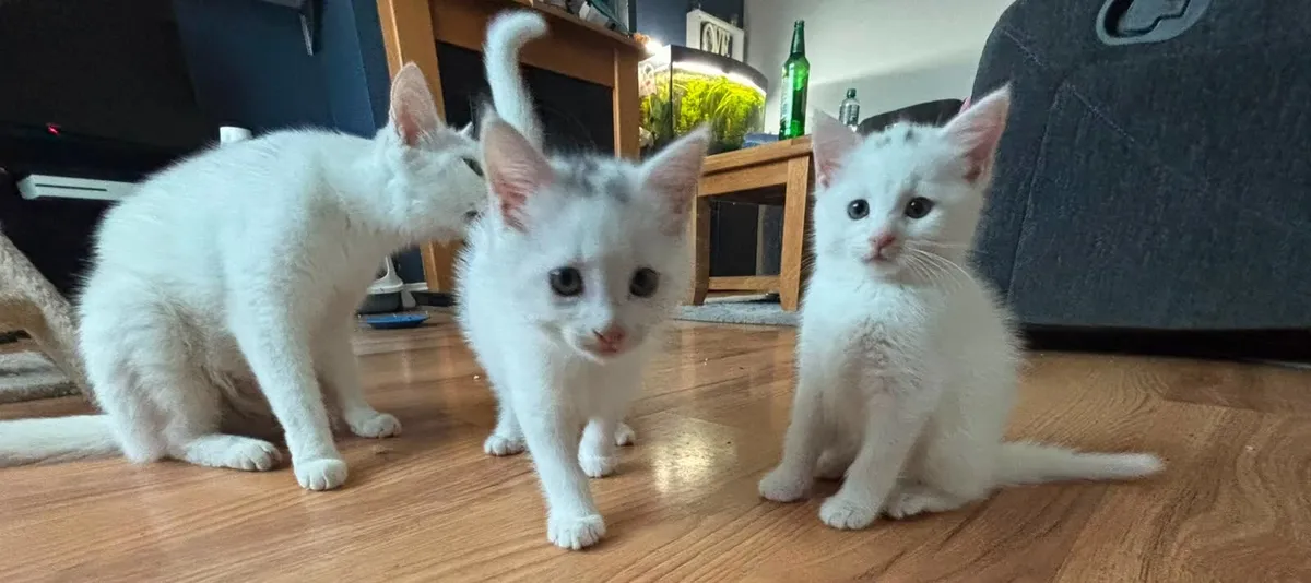 Beautiful kittens - Image 3