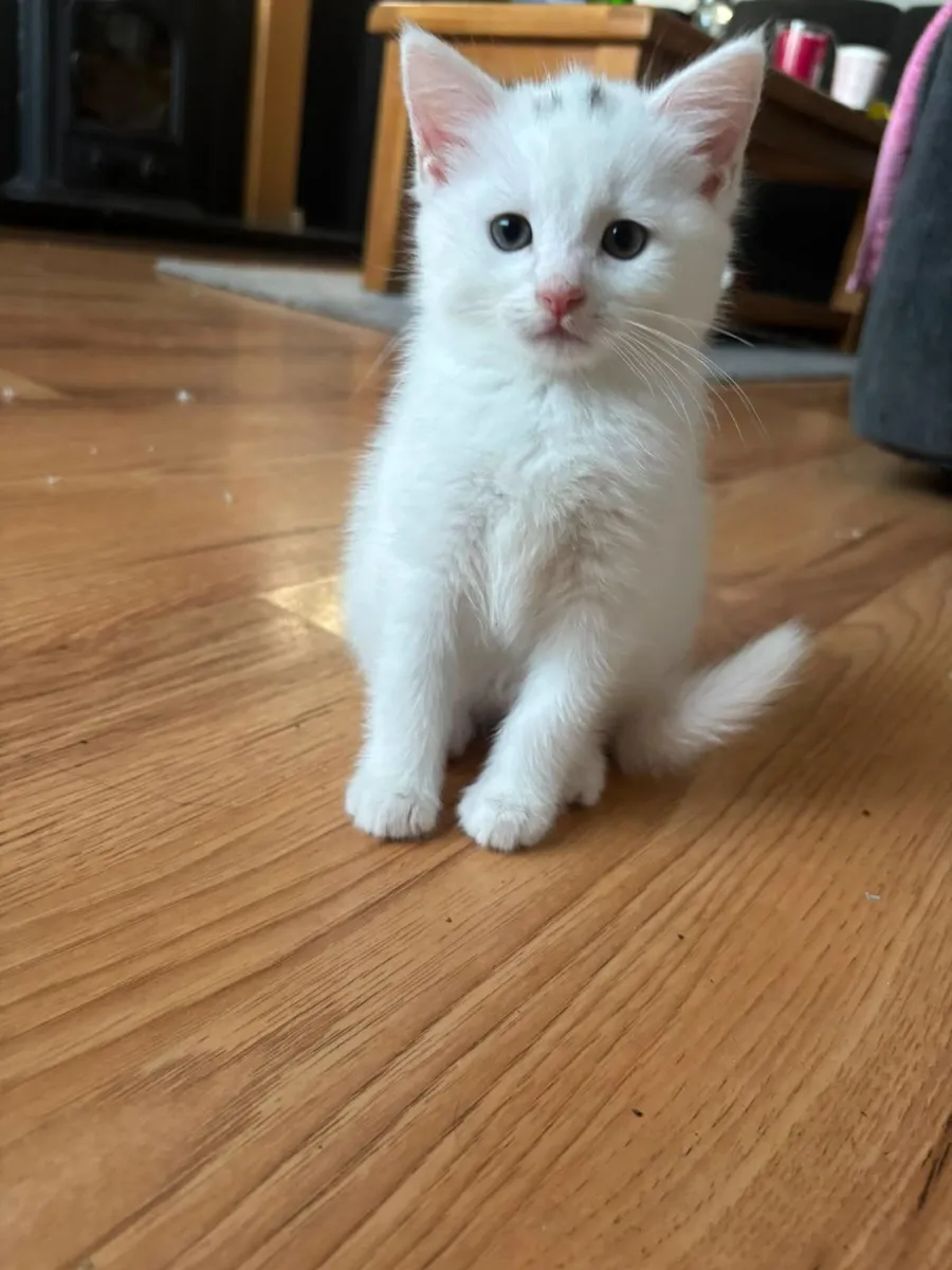 Beautiful kittens - Image 4