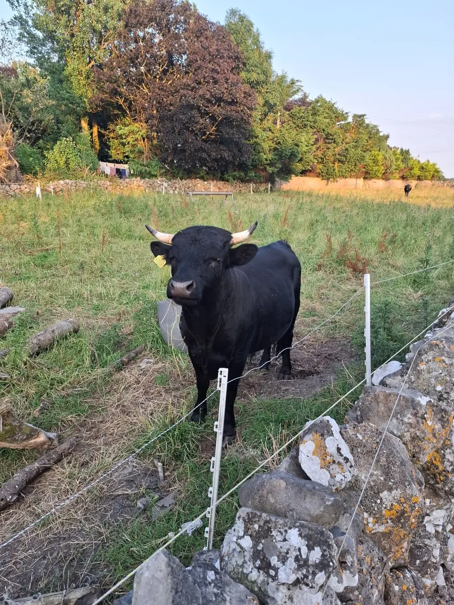 Cows - Image 1