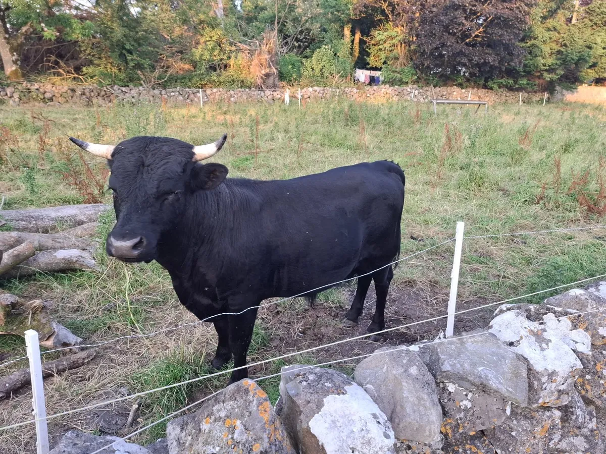 Cows - Image 3