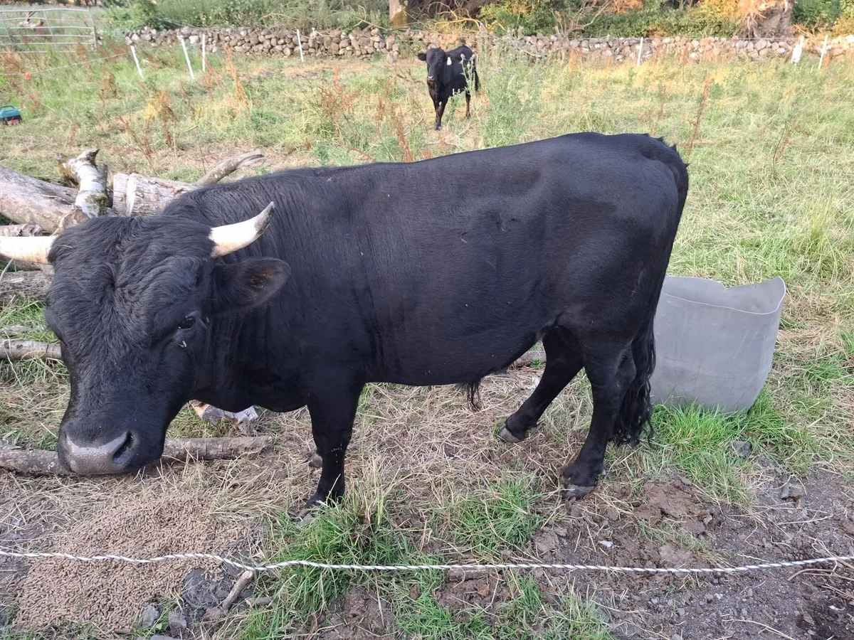 Cows - Image 4