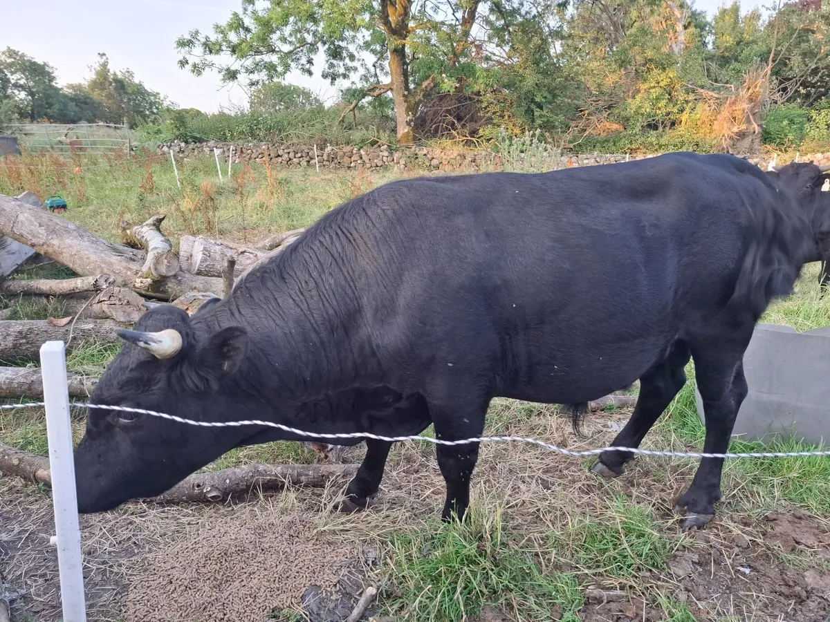 Cows - Image 2